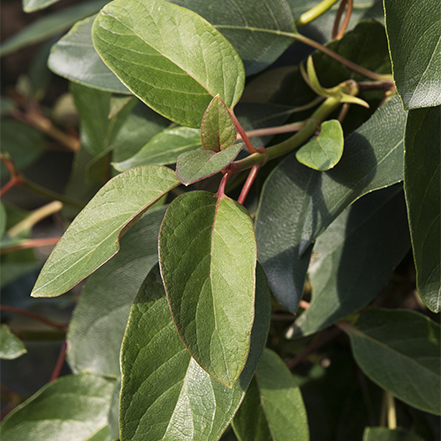 green leaves and red stems on false hydrange vine