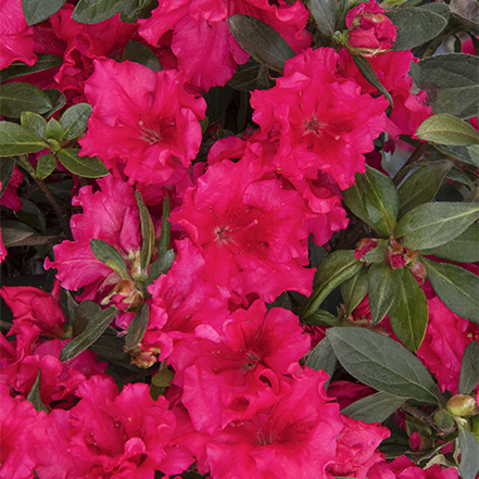 Azalea Care Guide: How to plant, grow, and care for azaleas