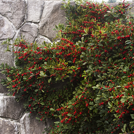 Naturalizing holly varieties like red sprite winterberry pictured here