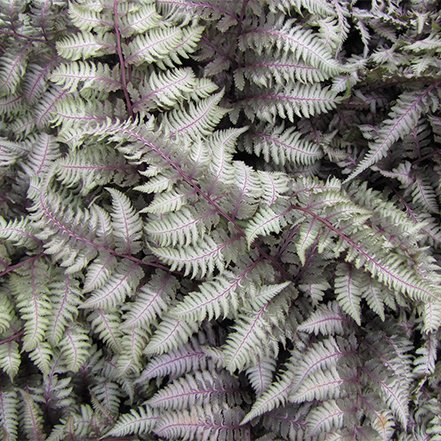 violet red and silver fern fronds