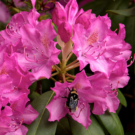pink rhododendron flowers with bumblebee