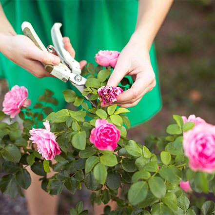 person in green dress pruning old pink rose flower
