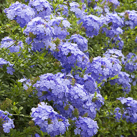 blue flowers on royal cape plumbago