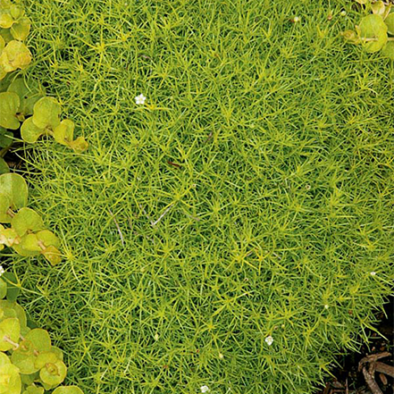 fine green foliage of scotch moss groundcover