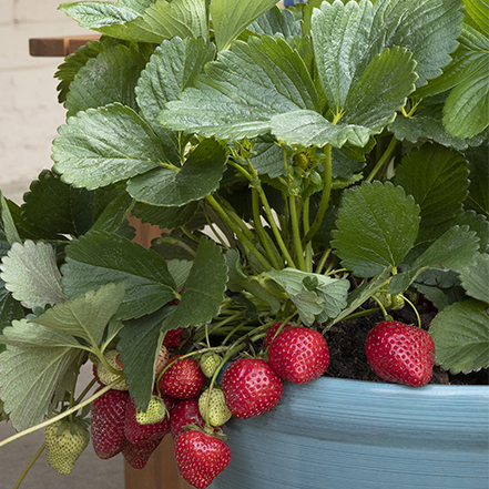 edible red strawberries cascade over a blue container