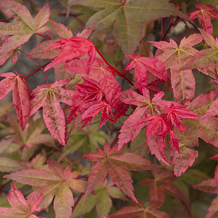 red fall color on shin deshojo japanese maple tree
