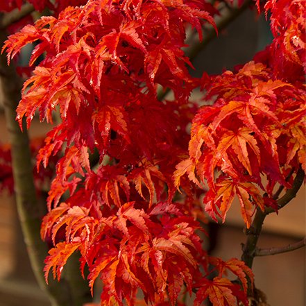 bright red fall foliage on shishigashira japanese maple tree