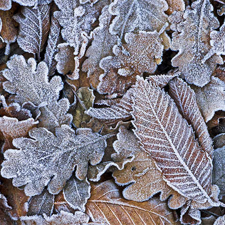 frost covered leaves