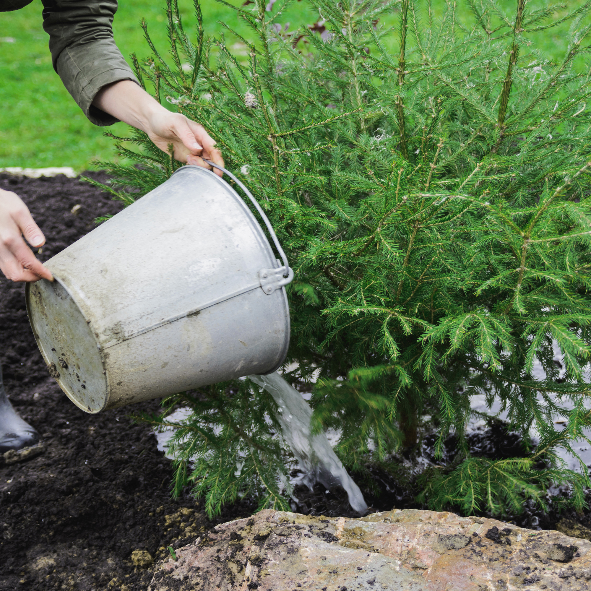 watering a conifer with a bucket of water