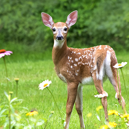 deer in meadow