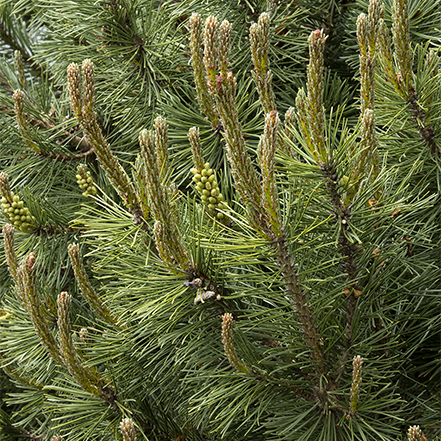 green needles on slowmound mugo pine