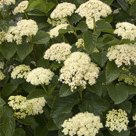 white viburnum flowers with green leaves