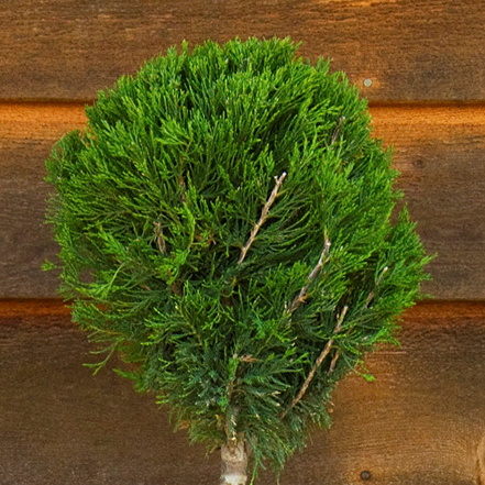 green spartan juniper topiary