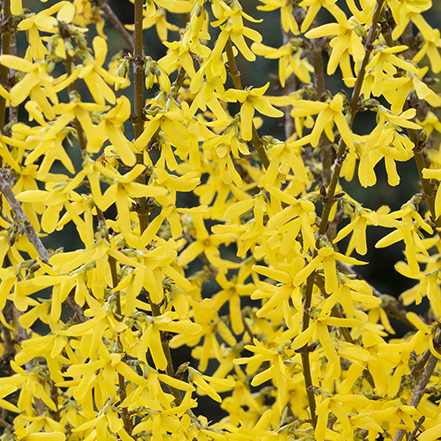 bright yellow forsythia flowers