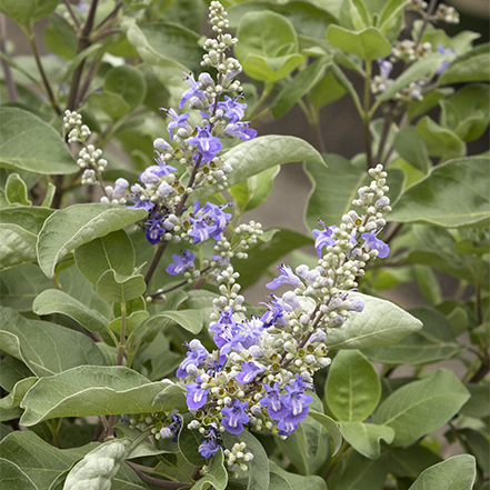 lavender-purple flowers on summertime blues chaste tree