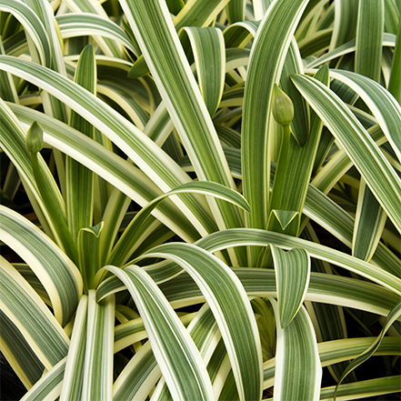 strappy variagated foliage of agapanthus