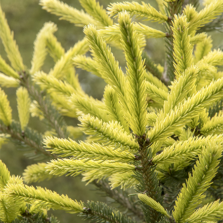 sunburst black hills sprice has yellow ends