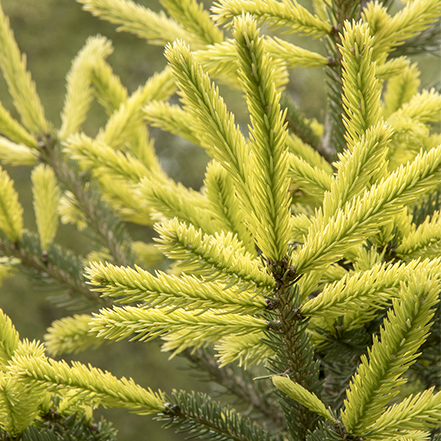 black hills spruce with bright yellow new growth
