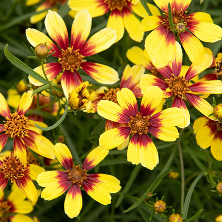 yellow coreopsis with red center