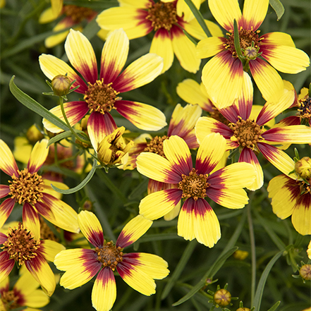 yellow and red coreopsis flowers grow on a very low-maintenance plant