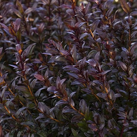 dark purple foliage of sweetmaroon myrtle