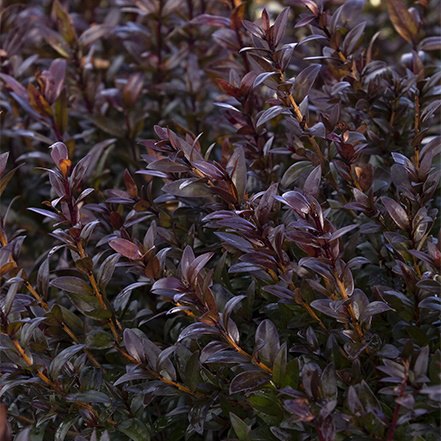 dark purple foliage of sweetmaroon myrtle