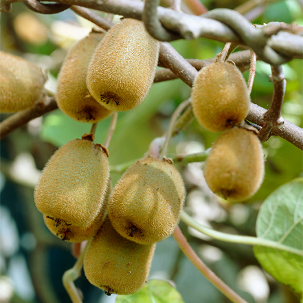 sweet n solo kiwi fruit is self pollinating