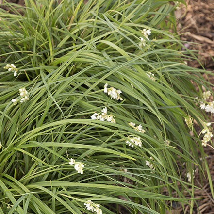 green mondo grass with white flowers