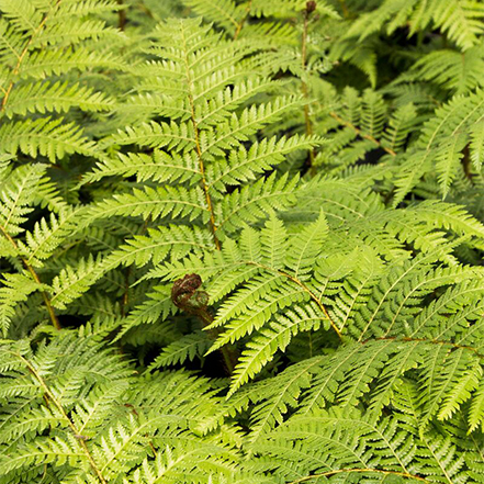 up close shot of autralian tree fern foliage, a fern that can be grown indoors
