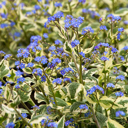 blue brunnera flowers over variegated green foliage