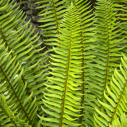 green fronds of western sword fern