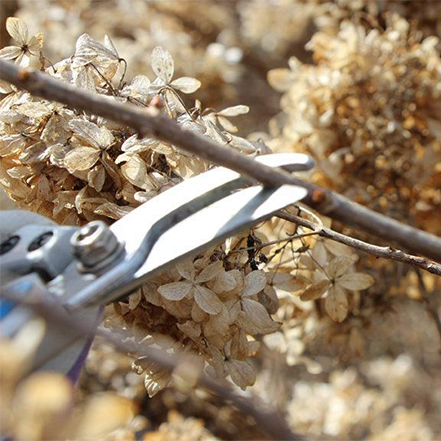 pruning hydrangea with shears