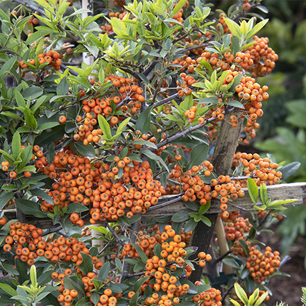 orange pyracantha berries on Yukon Belle pyracantha