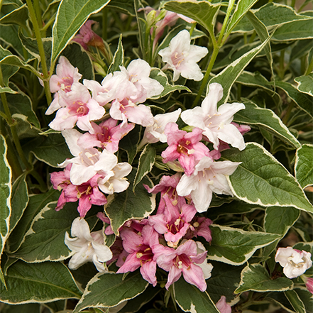 pink and white magical fantasy weigela flowers and white and green variegated leaves