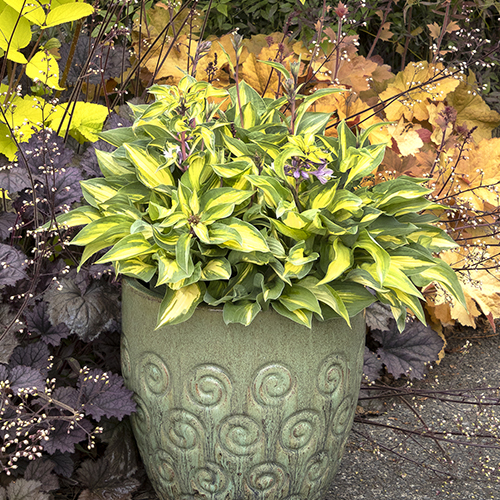 fantasy island hosta in container in front of dark coral bells