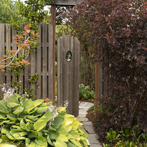 Hosta by a gate