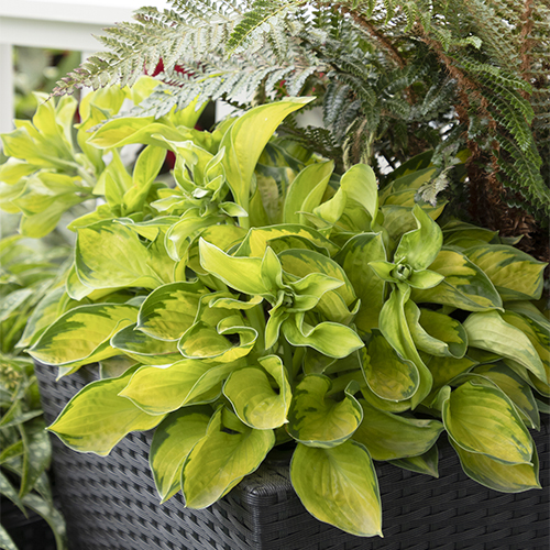 hosta mixed with ferns