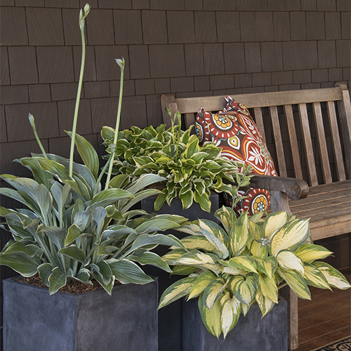 multiple hostas in containers