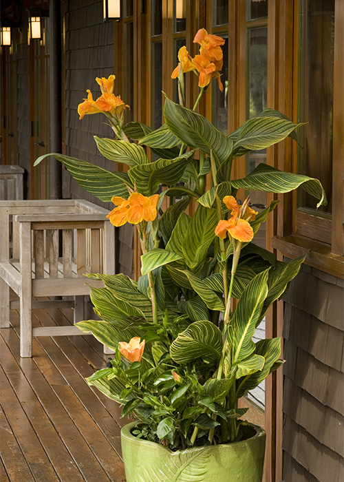 gold-flowering canna lilie