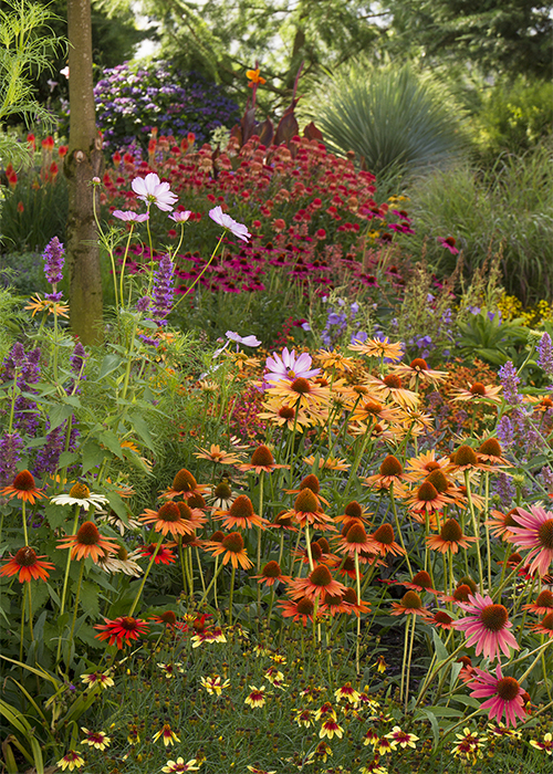 colorful low maintenance flowers