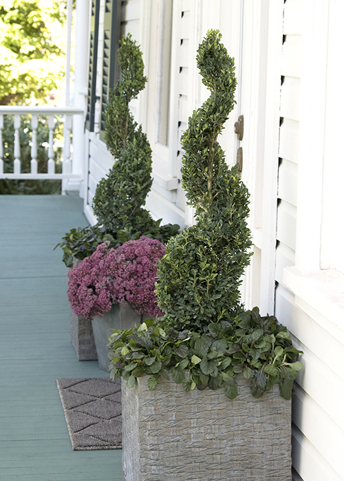 boxwood topiaries in containers