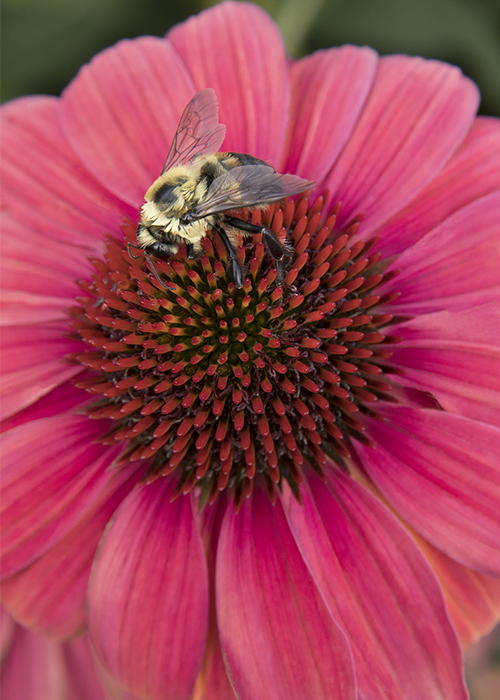bee on red-pink coneflower bloom