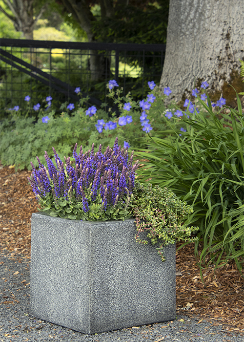 full-sun purple salvia in metal container