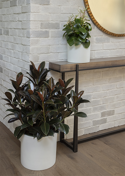 melany rubber plant and peperomia plants are used to decorate an entry space