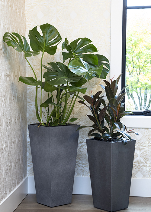 monstera and ficus decorate a corner