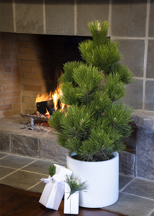 thunderhead japanese black pine in front of a fireplace