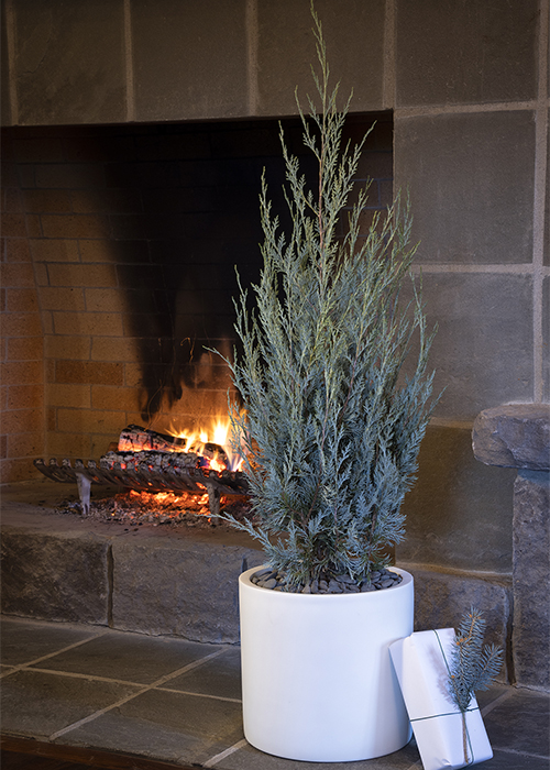 wichita blue juniper with fireplace in background
