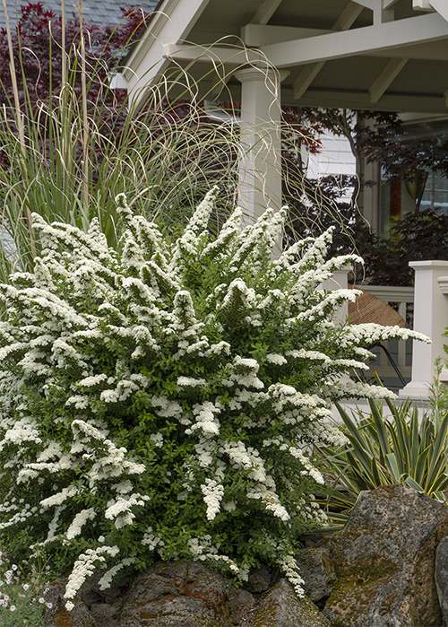 snowmound spirea specimen shrub in front yard landscape in front of white porch
