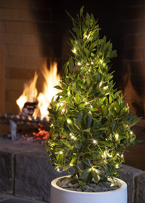 little ragu sweet bay laurel with christmas lights and a fireplace in the background