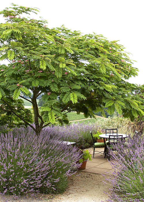 sitting area under a mimosa tree and surrounded by lavender